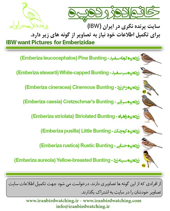 خانواده زرده پره - گونه های مورد نیاز