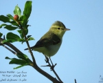 پرنده نگری در ایران - Green warbler