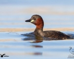 پرنده نگري - کشیم کوچک - Little Grebe - Tachybaptus ruficollis