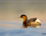 پرنده نگري - کشیم کوچک - Little Grebe - Tachybaptus ruficollis