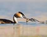پرنده نگري - کشیم تاجدار بزرگ - Great Crested Grebe - Podiceps cristatus