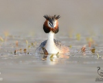 پرنده نگري - کشیم تاجدار بزرگ - Great Crested Grebe - Podiceps cristatus