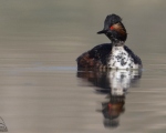 پرنده نگري - کشیم گردن سیاه - Black-necked Grebe - Podiceps nigricollis