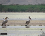 پرنده نگري - پلیکان سفید - Great White Pelican - Pelecanus onocrotalus