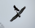 پرنده نگري - پلیکان خاکستری - Dalmatian Pelican - Pelecanus crispus