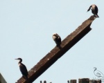 پرنده نگری در ایران - Cormorant