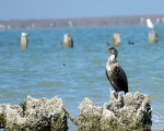 پرنده نگری در ایران - Cormorant