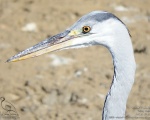 پرنده نگري - حواصیل خاکستری - Grey Heron - Ardea cinerea