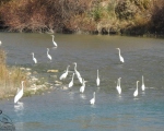 پرنده نگری در ایران - اگرت بزرگ