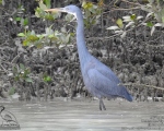 پرنده نگري - اگرت ساحلی - western reef heron - Egretta gularis