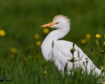 پرنده نگري - گاوچرانک - Cattle Egret - Bubulcus ibis