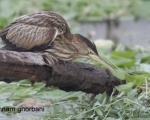 پرنده نگري - بوتیمار کوچک - Little Bittern - Ixobrychus minutus