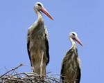 پرنده نگري - لک لک سفید - European White Stork - Ciconia ciconia