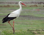 پرنده نگري - لک لک سفید - European White Stork - Ciconia ciconia