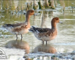 پرنده نگری در ایران - گیلار