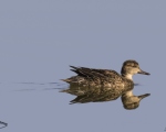 پرنده نگری در ایران - ٍEurasian Teal