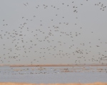 پرنده نگری در ایران - خوتکا