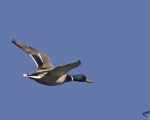 پرنده نگري - کله سبز - Mallard - Anas platyrhynchos