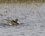 پرنده نگري - فیلوش - Northern Pintail - Anas acuta
