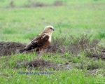 پرنده نگري - سنقر تالابی - Western Marsh-harrier - Circus aeruginosus
