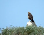 پرنده نگری در ایران - Pallid Harrier