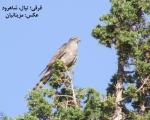 پرنده نگری در ایران - قرقی