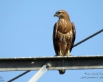 پرنده نگری در ایران - سارگپه پا بلند (Long-legged Buzzard)