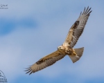 پرنده نگري - سارگپه پا بلند - Long-legged Buzzard - Buteo rufinus