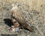 پرنده نگري - سارگپه پا بلند - Long-legged Buzzard - Buteo rufinus