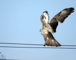پرنده نگری در ایران - سارگپه پا بلند-Long-legged Buzzard