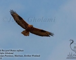 پرنده نگری در ایران - Long-legged Buzzard