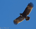 پرنده نگري - عقاب خالدار بزرگ - Greater Spotted Eagle - Aquila clanga
