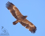 پرنده نگری در ایران - Steppe Eagle