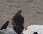 پرنده نگري - عقاب طلایی - Golden Eagle - Aquila chrysaetos