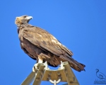 پرنده نگري - عقاب طلایی - Golden Eagle - Aquila chrysaetos