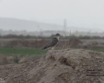 پرنده نگري - ترمتای - Merlin - Falco columbarius