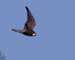 پرنده نگري - بحری - Peregrine Falcon - Falco peregrinus