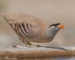 پرنده نگري - تیهو - See-see Partridge - Ammoperdix griseogularis