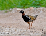 پرنده نگری در ایران - Black Francolin