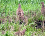 پرنده نگری در ایران - قرقاول ماده-female Ring-necked Pheasant