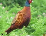 پرنده نگري - قرقاول - Ring-necked Pheasant - Phasianus colchicus