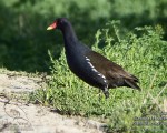 پرنده نگري - چنگر نوک سرخ - Common Moorhen - Gallinula chloropus