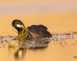 پرنده نگري - چنگر - Common Coot - Fulica atra