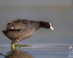 پرنده نگري - چنگر - Common Coot - Fulica atra