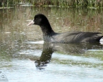 پرنده نگری در ایران - Coot