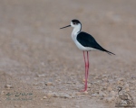 پرنده نگري - چوب پا - Black-winged Stilt - Himantopus himantopus