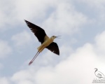 پرنده نگری در ایران - Black-winged Stilt