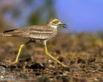 پرنده نگري - چاخ لق - Stone-curlew - Burhinus oedicnemus