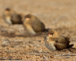 پرنده نگري - گلاریول بال سرخ - Collared Pratincole - Glareola pratincola