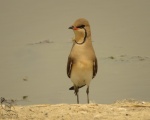 پرنده نگری در ایران - گلاریول بال سرخ - Pratincole